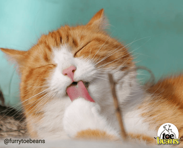 Diy pet shop wipes for cats