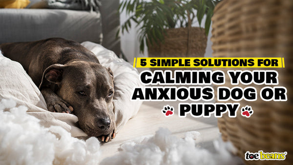 How to Train an Anxious Dog: Proven Tips to Calm Your Pup