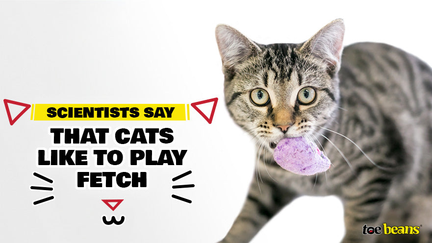 Scientists Say That Cats Like to Play Fetch