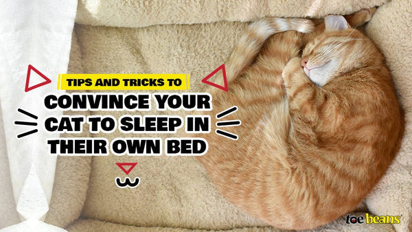 Tips and Tricks to Convince Your Cat to Sleep in Their Own Bed toe beans