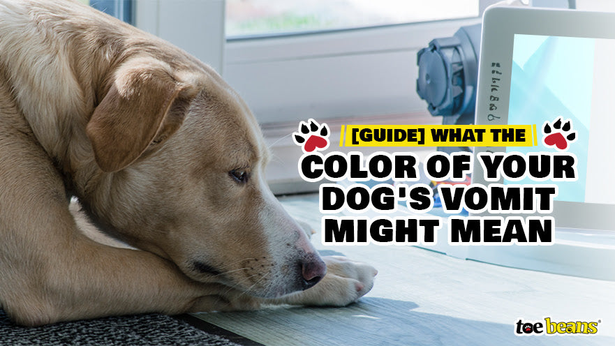[Guide] What the Color of Your Dog's Vomit Might Mean