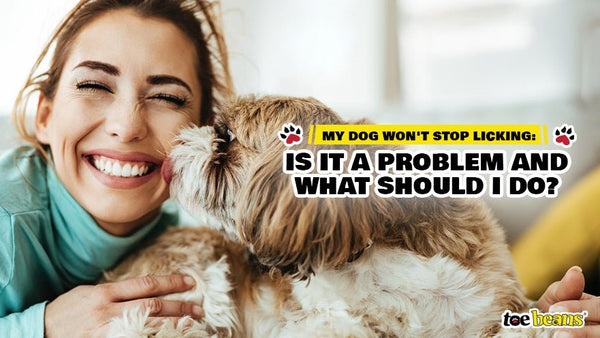 My Dog Won't Stop Licking: Is It a Problem and What Should I Do? - toe beans