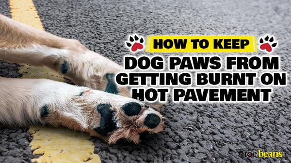 How to Keep Dog Paws from Getting Burnt on Hot Pavement - toe beans