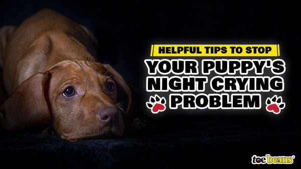 how to get your puppy to stop crying at night