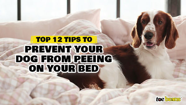 Top 12 Tips to Prevent Your Dog from Peeing on Your Bed toe beans