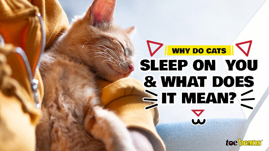 Why Do Cats Sleep on You and What Does It Mean?