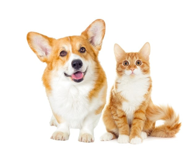Orange dog and cat by toe beans