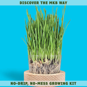 cat grass growing container by momma knows best