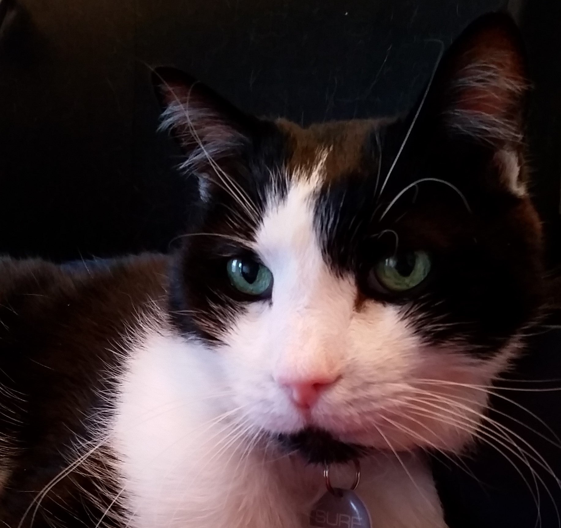 Cat Hypoglycemia: Can It Cause Seizures?