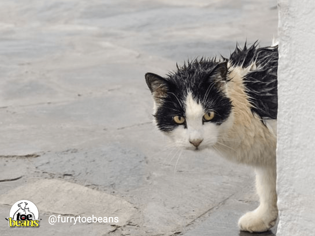 Cat Obsession With Toilet: A Funny Tail from our Fur Baby by toe beans