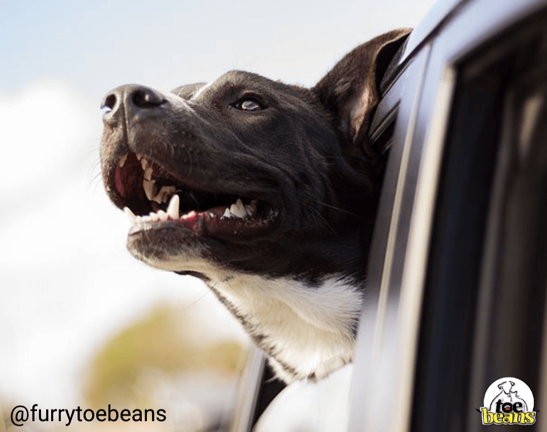 8 Simple Tips for Keeping Your Dog Safe in the Car