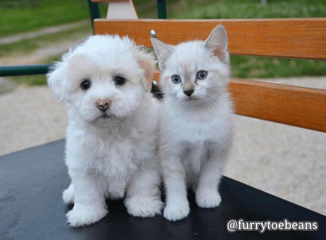 Cats & Dogs: 5 Surprising Facts They Have in Common!