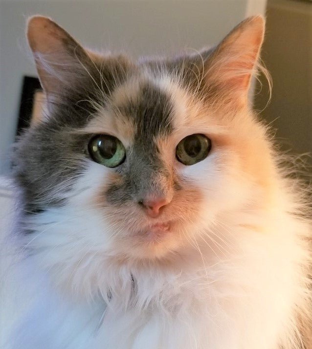 Old Cat Dental Issues – What Experience Has Taught Us