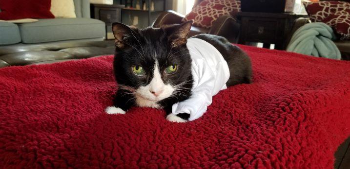 Old Cats and Cancer: A Short Cat Cancer Story by toe beans