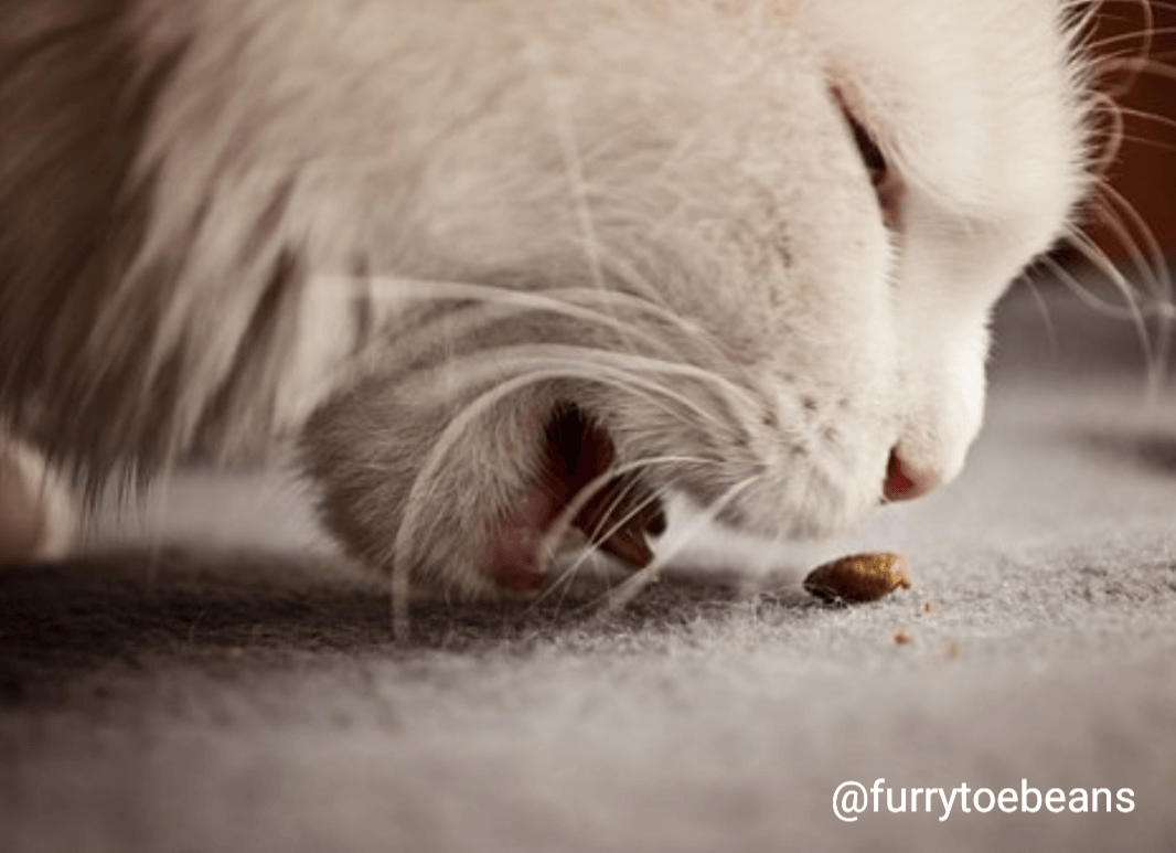 Cat Binging and Purging: What to Do to Stop it