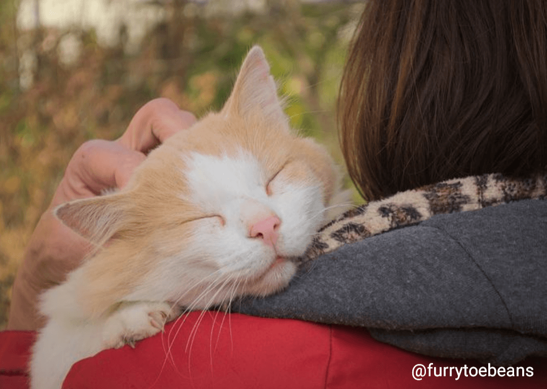 Emotional Support Animals: What They Are and How They Help