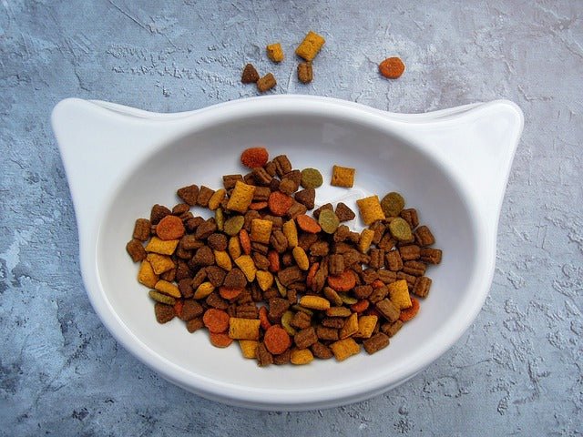 Dry Pet Food: 4 Common Mistakes You May Be Making Today