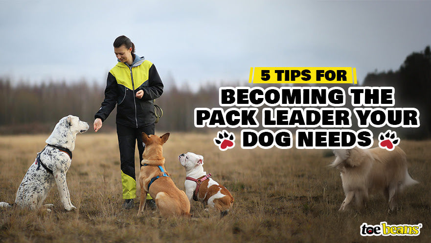 5 Tips for Becoming the Pack Leader Your Dog Needs - toe beans