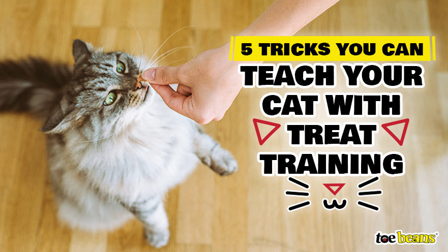 5 Tricks You Can Teach Your Cat with Treat Training by toe beans