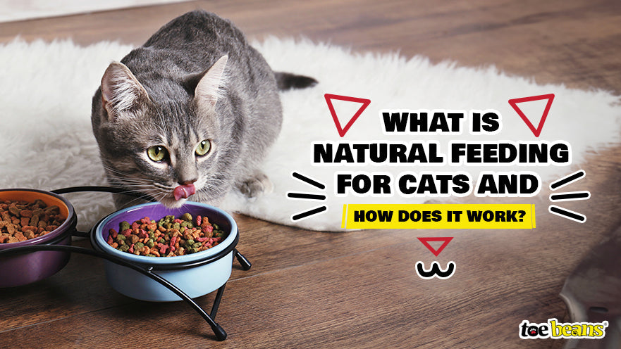 What is Natural Feeding for Cats and How Does It Work? - toe beans