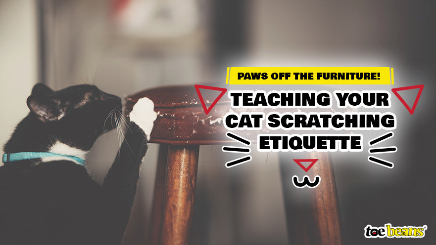 Paws Off the Furniture! Teaching Your Cat Scratching Etiquette