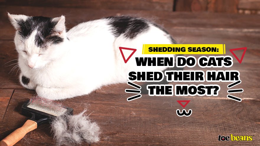 Shedding Season: When Do Cats Shed Their Hair the Most?