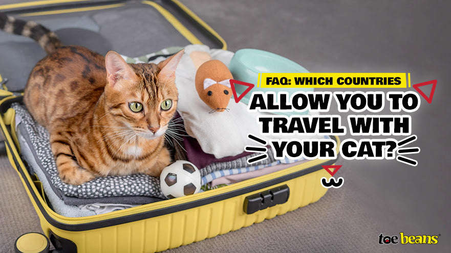 FAQ: Which Countries Allow You to Travel with Your Cat? - toe beans