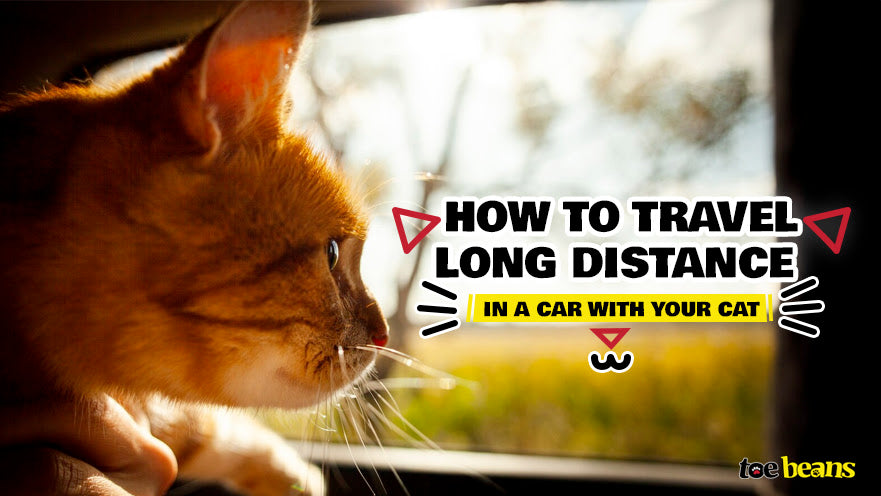 How to Travel Long Distance in a Car with Your Cat by toe beans