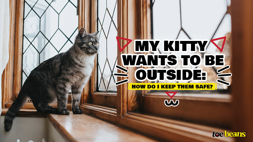 My Kitty Wants to Be Outside: How Do I Keep Them Safe?