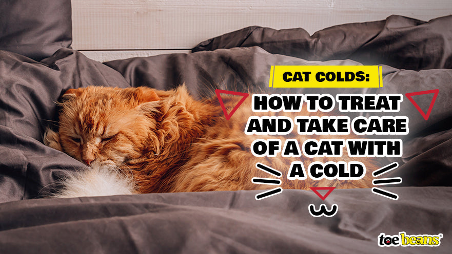 Cat Colds: How to Treat and Take Care of a Cat with a Cold - toe beans