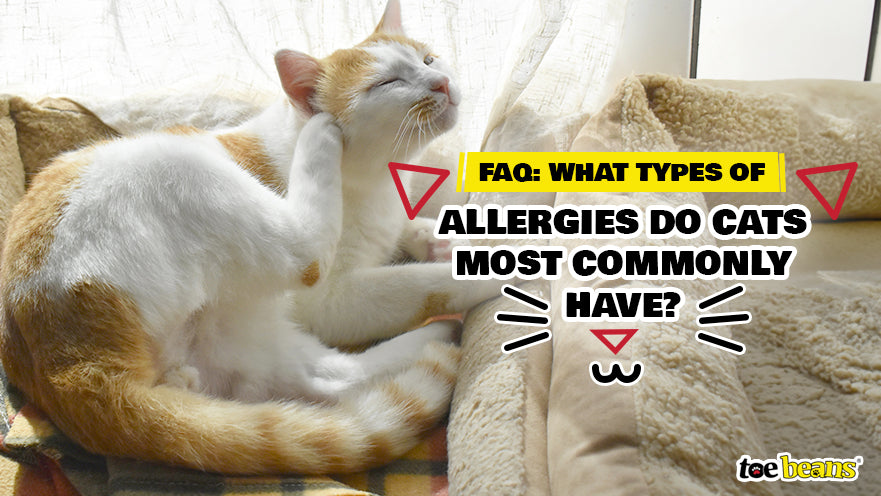 FAQ: What Types of Allergies Do Cats Most Commonly Have?