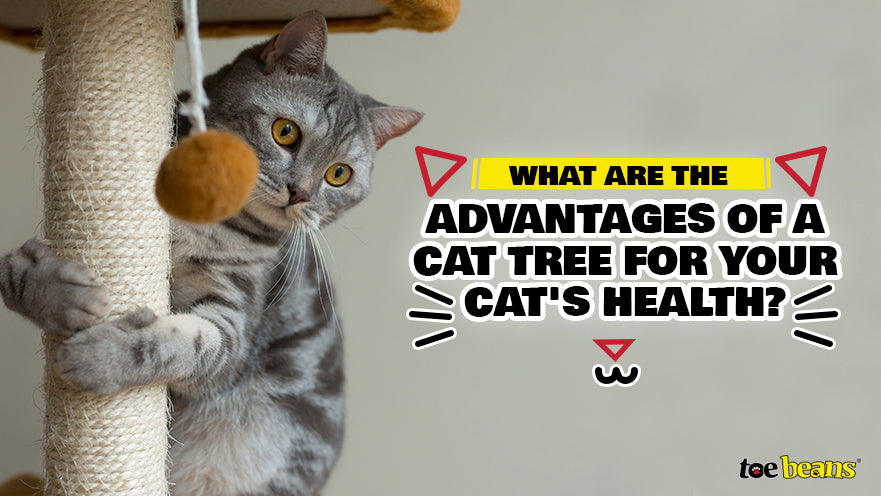 What Are the Advantages of a Cat Tree for Your Cat's Health?