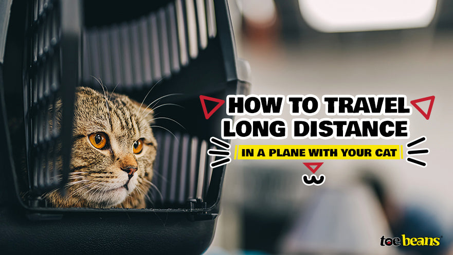 How to Travel Long Distance in a Plane with Your Cat by toe beans