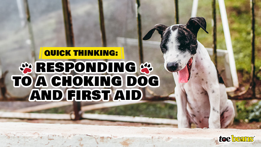Quick Thinking: Responding to a Choking Dog and First Aid