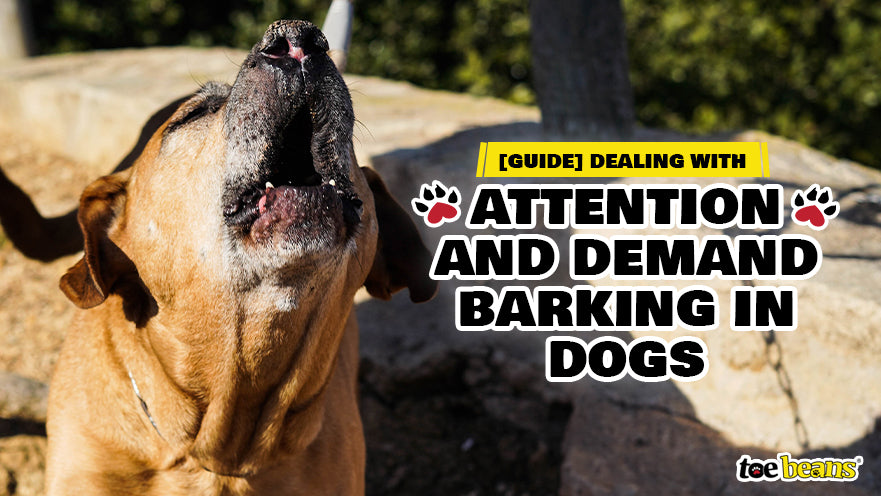 [Guide] Dealing with Attention and Demand Barking in Dogs