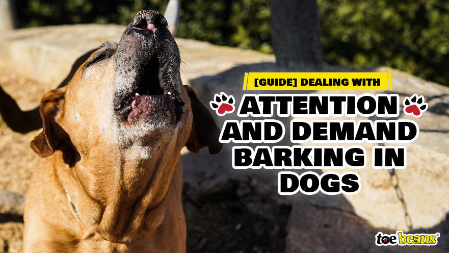 Attention and Demand Barking in Dogs by toe beans