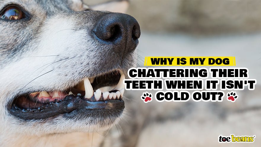 Why Is My Dog Chattering Their Teeth When It Isn't Cold Out?