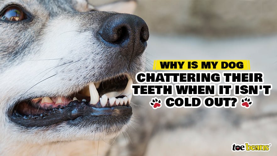 Why Is My Dog Chattering Their Teeth When It Isn't Cold Out? - toe beans Why Is My Dog Chattering Their Teeth When It Isn't Cold Out? - toe beans