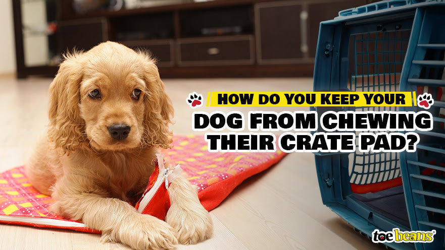 How Do You Keep Your Dog from Chewing Their Crate Pad? by toe beans