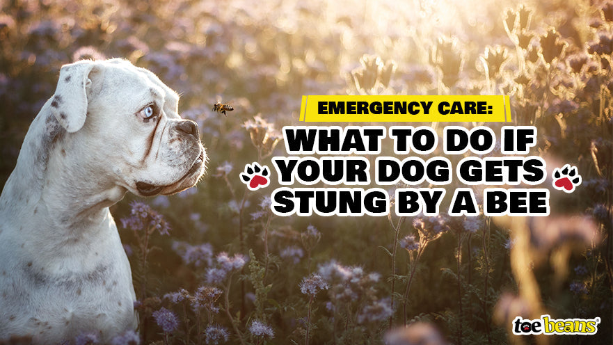 Emergency Care: What to Do If Your Dog Gets Stung by a Bee