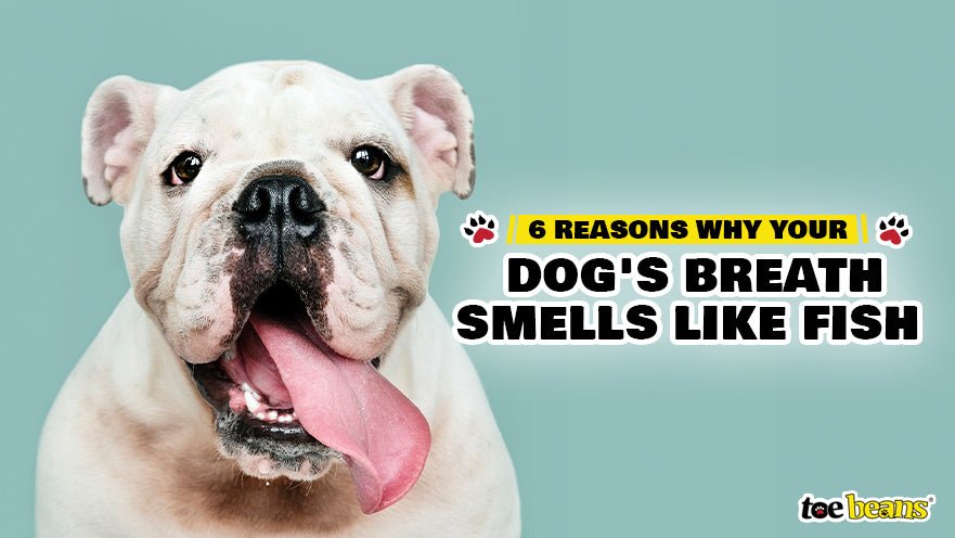 6 Reasons Why Your Dog's Breath Smells Like Fish