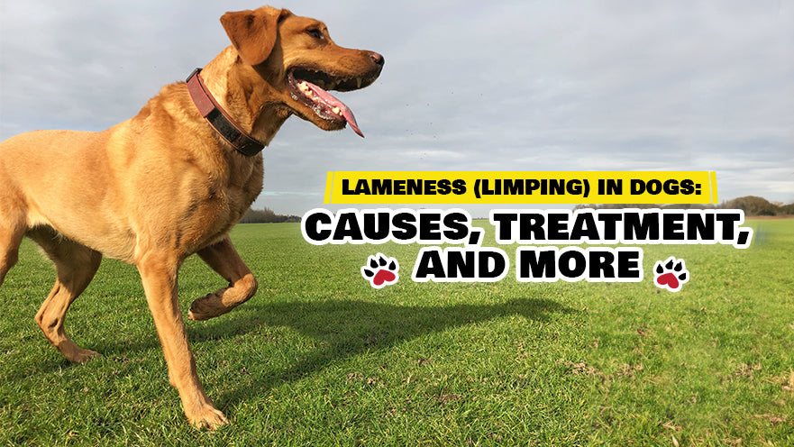 Lameness (Limping) in Dogs: Causes, Treatment, and More