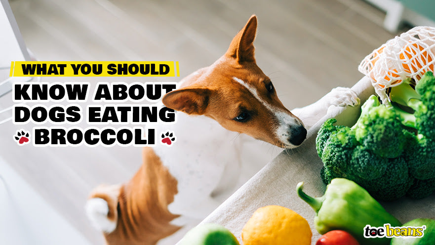 Photo inspiration: Picture Idea: What You Should Know About Dogs Eating Broccoli