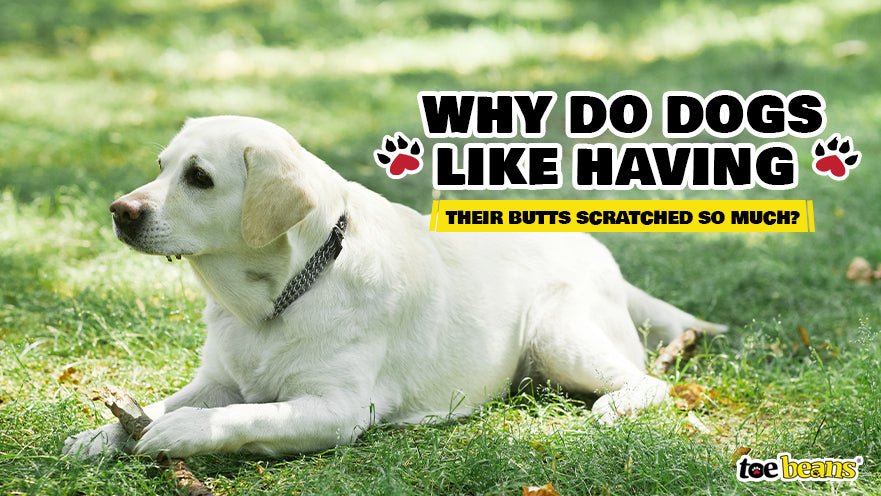 Why Do Dogs Like Having Their Butts Scratched So Much? - toe beans