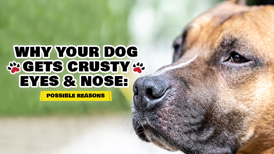 Why Your Dog Gets Crusty Eyes and Nose: Possible Reasons