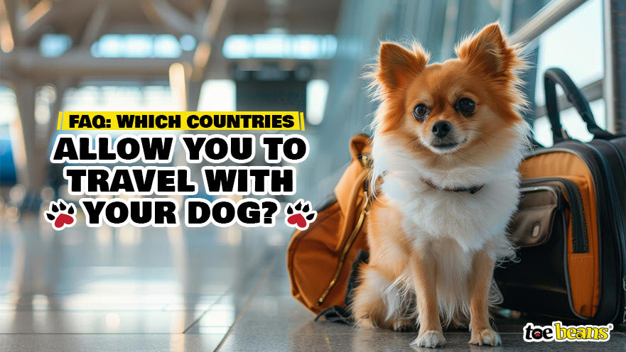 FAQ: Which Countries Allow You to Travel with Your Dog? - toe beans - Domestic Pet Dog Travel Rules