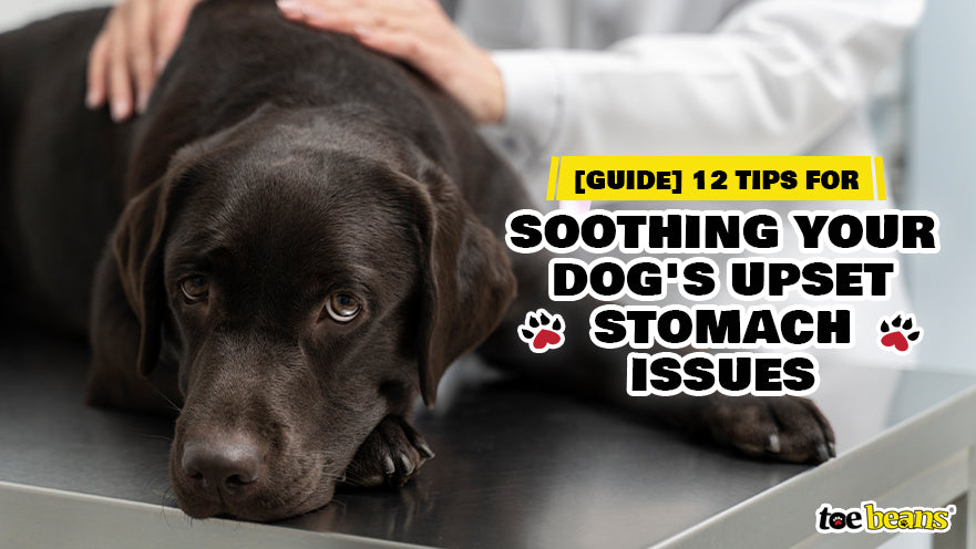 [Guide] 12 Tips for Soothing Your Dog's Upset Stomach Issues