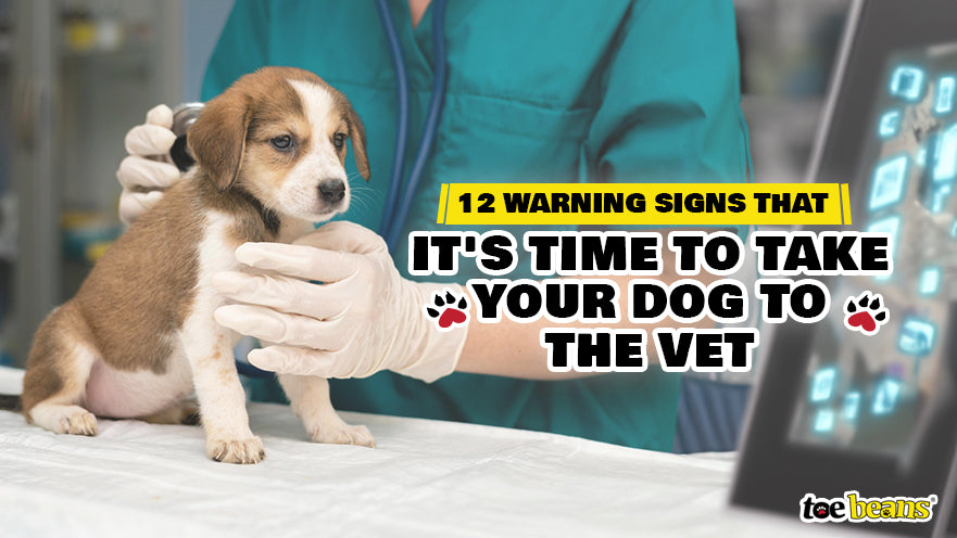 12 warning signs to take your dog to the vet by toe beans