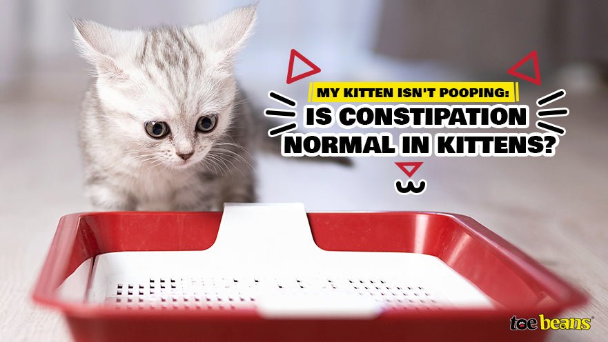 My Kitten Isn't Pooping: Is Constipation Normal in Kittens? by toe beans