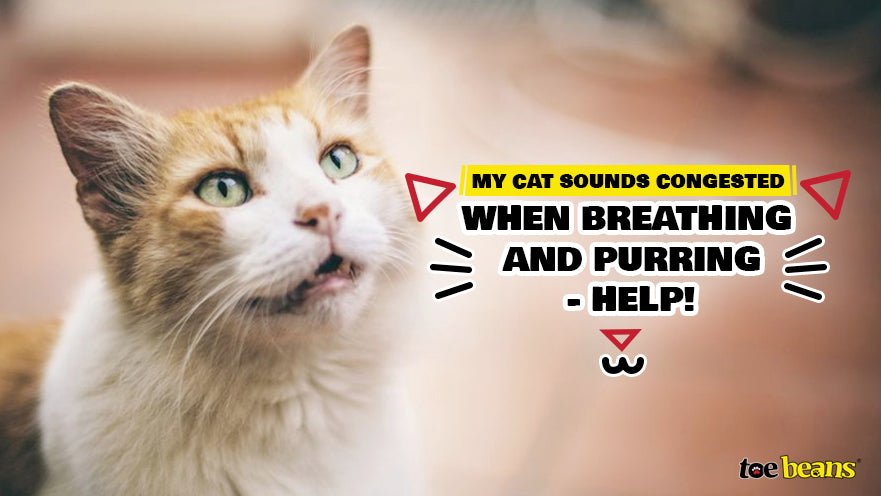 My Cat Sounds Congested When Breathing and Purring - Help! - toe beans